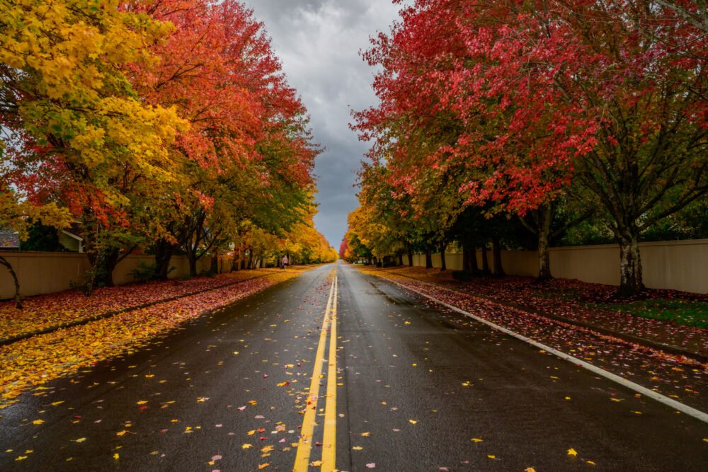 Fall in Vancouver, Wa. Autumn Avenue