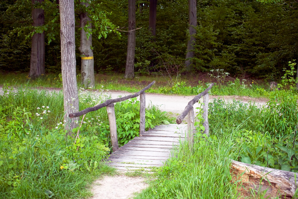 A Forest Road Across A Wooden Bridge