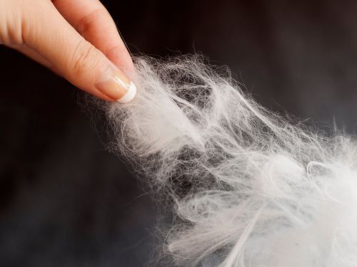 The Best Air Filter For Homes With Pets